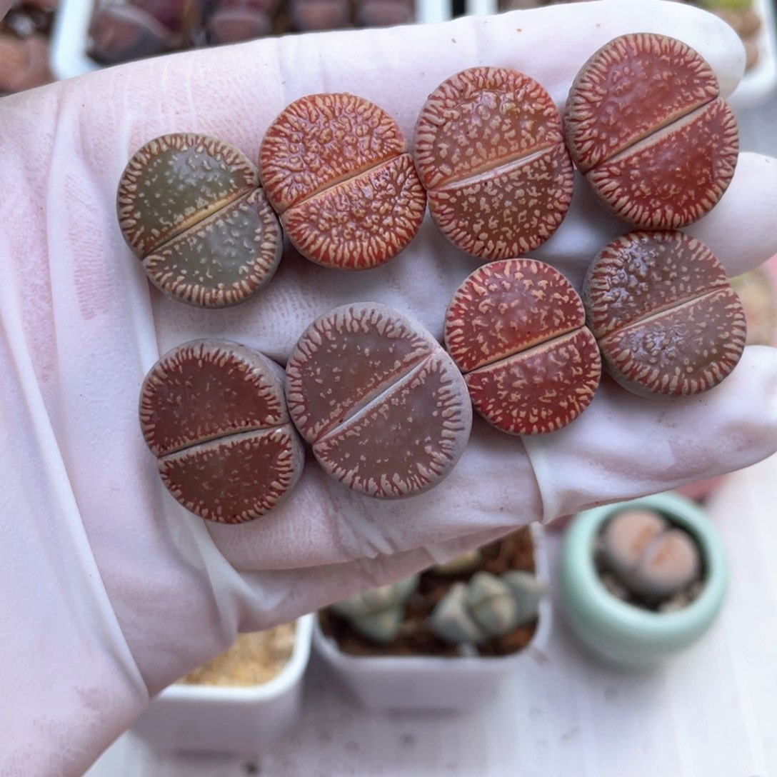 43号 红纹流水888888