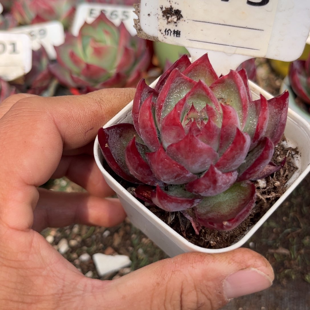 惊鸿一瞥873号副肉