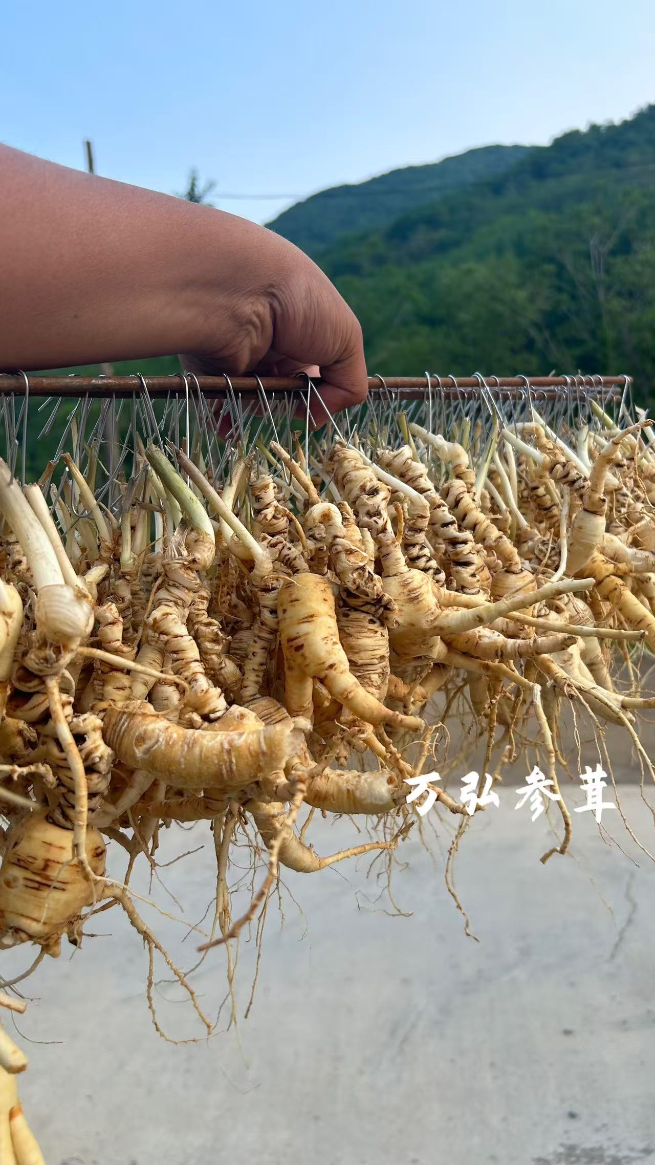长白林下籽参可用于泡酒煲汤的山参
