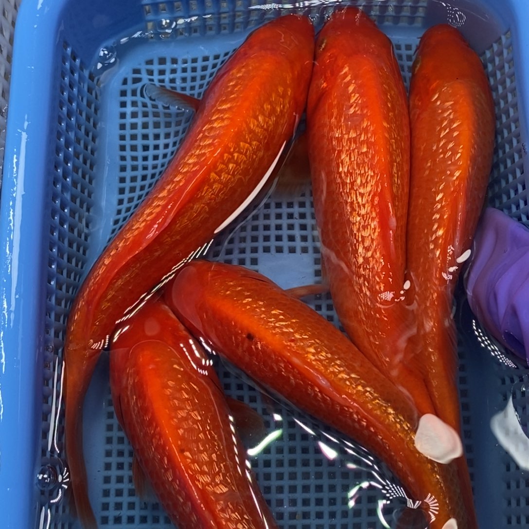 锦鲤冷水锦鲤包邮