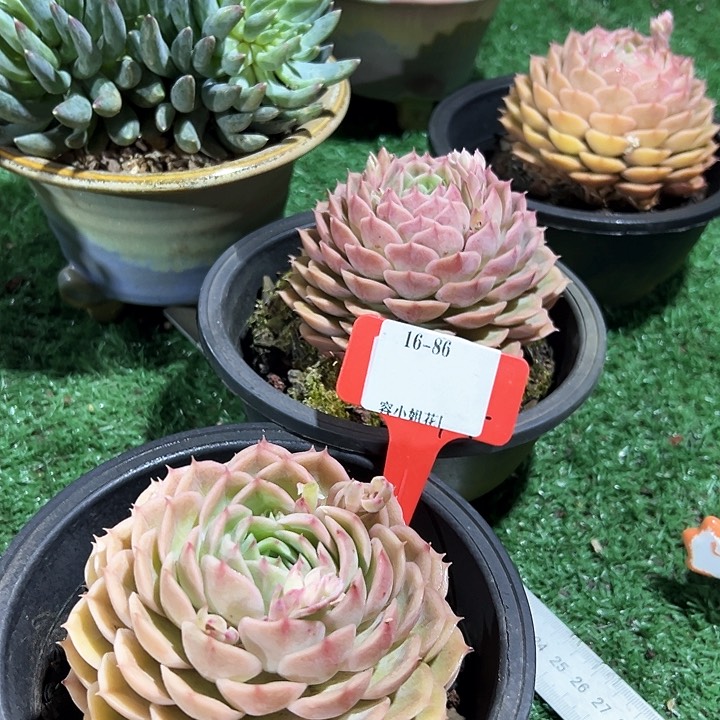 16.86安丝诺2个脱土