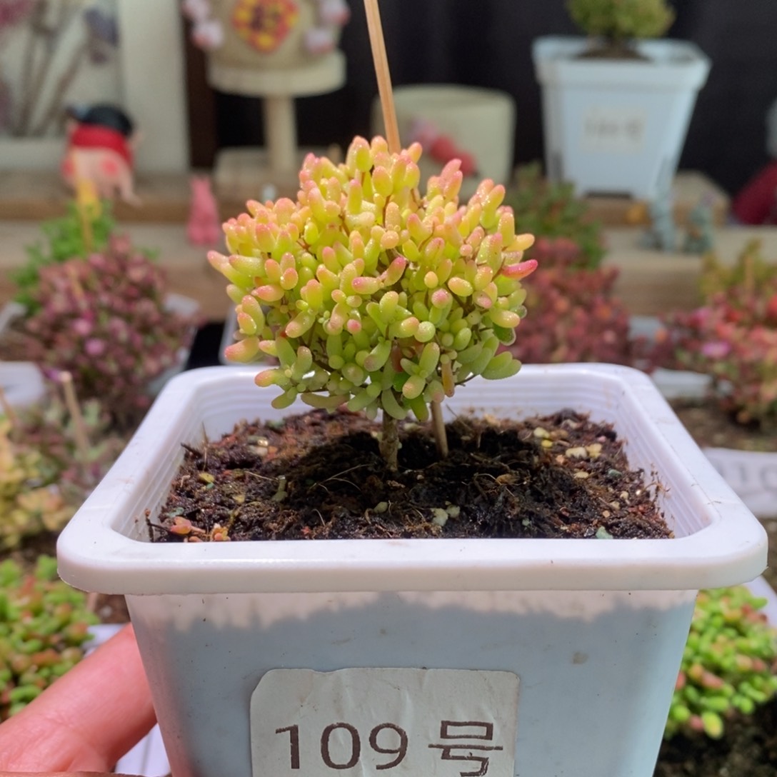 米粒锦带盆土发货一物一拍