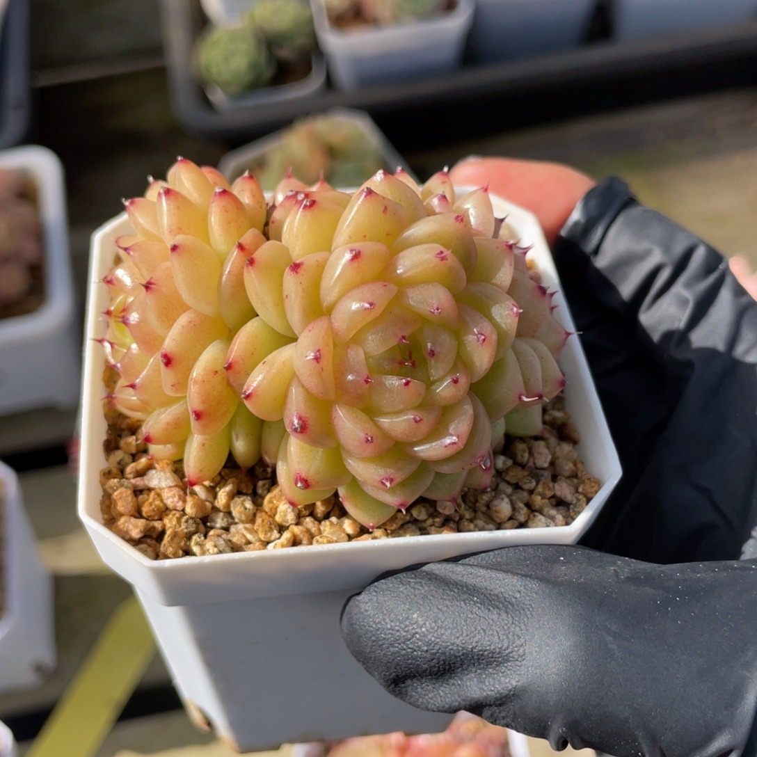 优选熊猫珍妮多肉2737