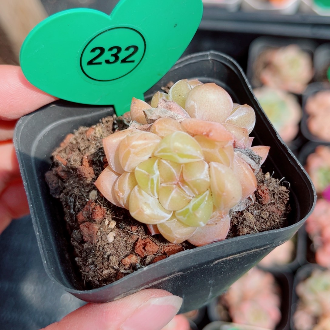 风靡园艺糖心双头