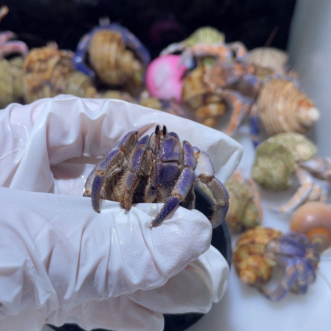 P11 紫陆蓝 色1.8口