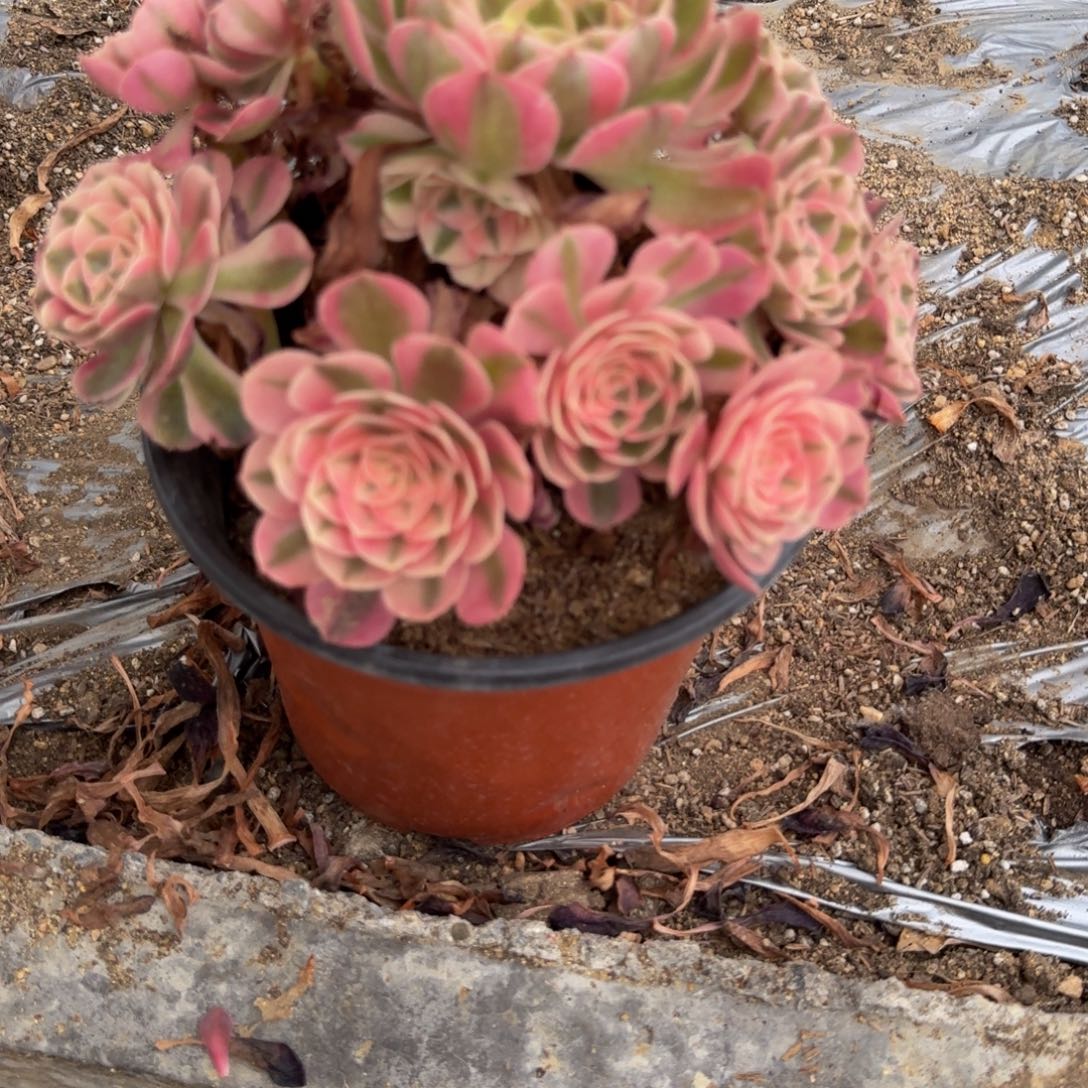 891荔枝。多肉植物