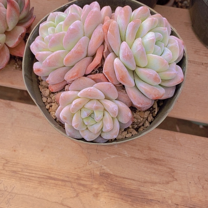 这个点就困着看电视