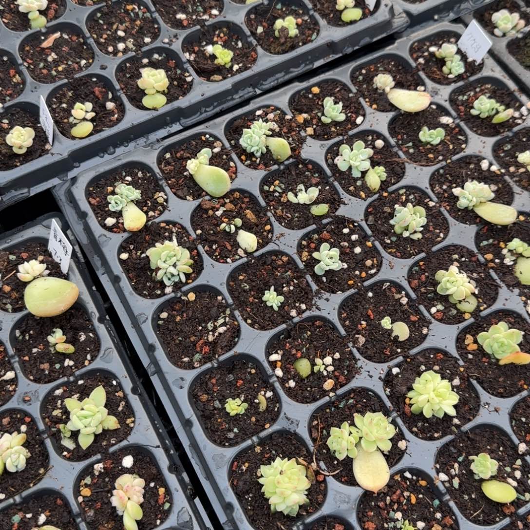 竹马穴3个满25包邮