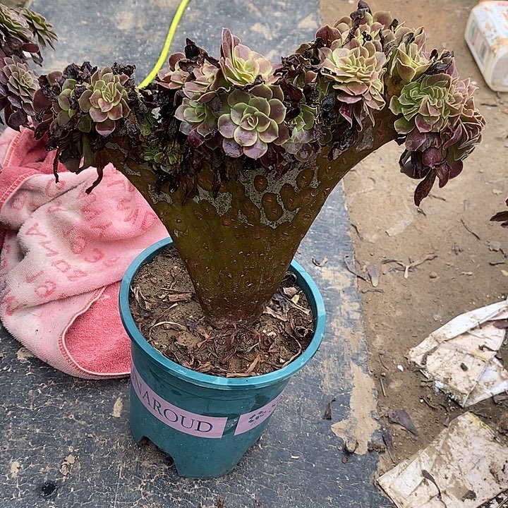 欧嘉莉9多肉植物法师法师