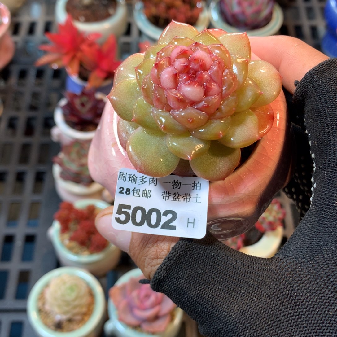 精控多肉植物5002