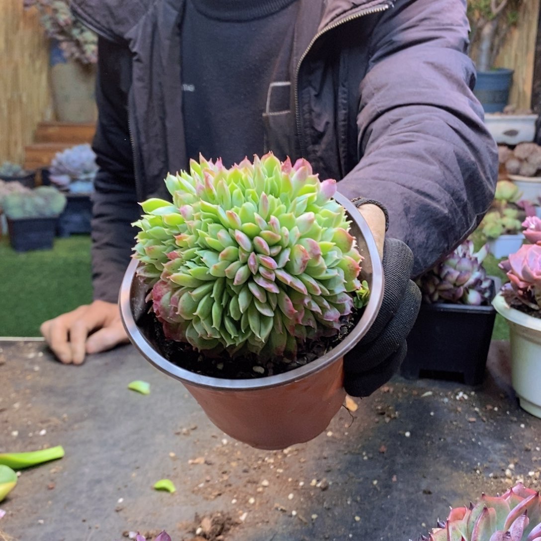 湫*H268号朱砂痣多肉