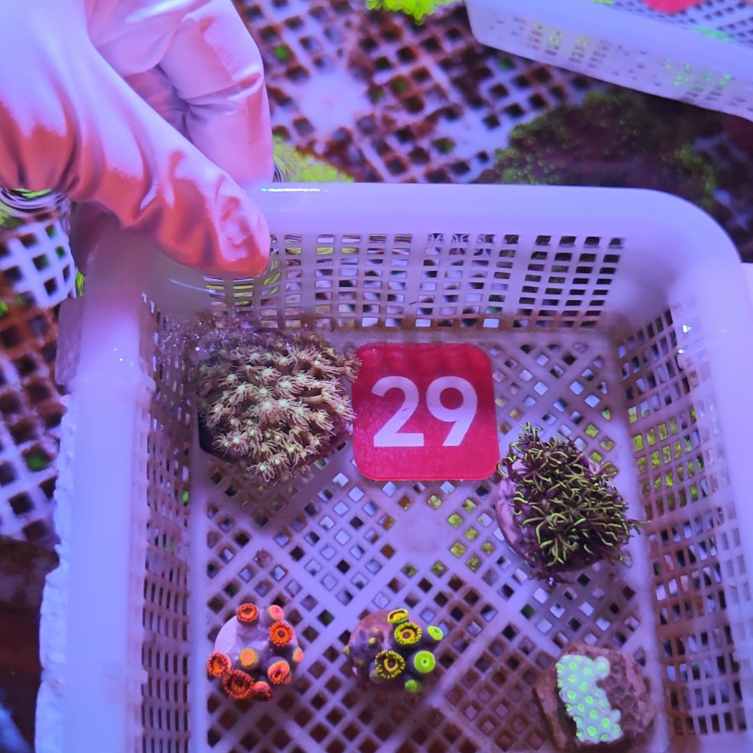 中国大陆29 号框直播间挑选