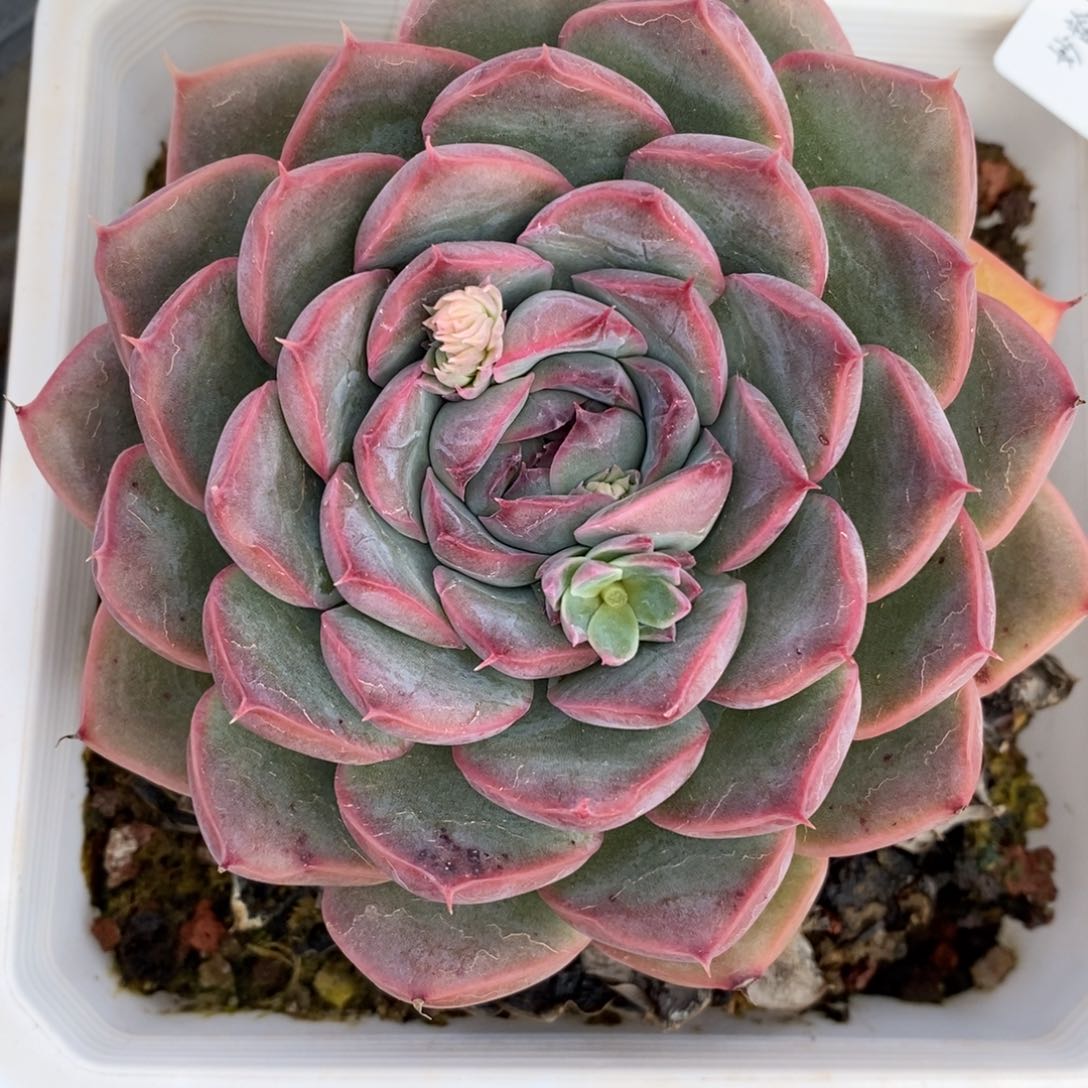 7868杂交多肉老桩