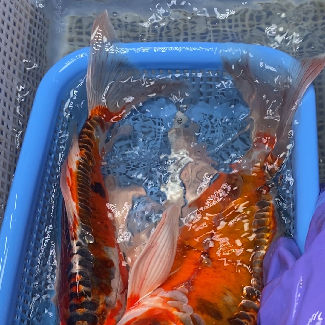 锦鲤冷水锦鲤包邮