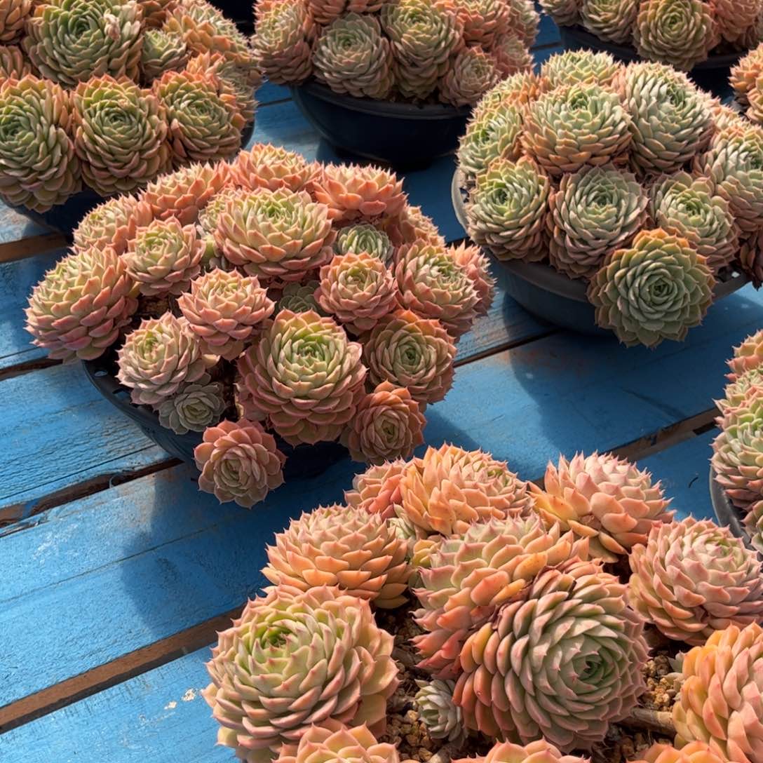 风****多肉植物群生昂斯诺大