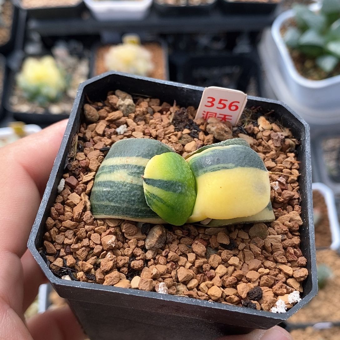 红陶356号军配卧牛锦一物一拍