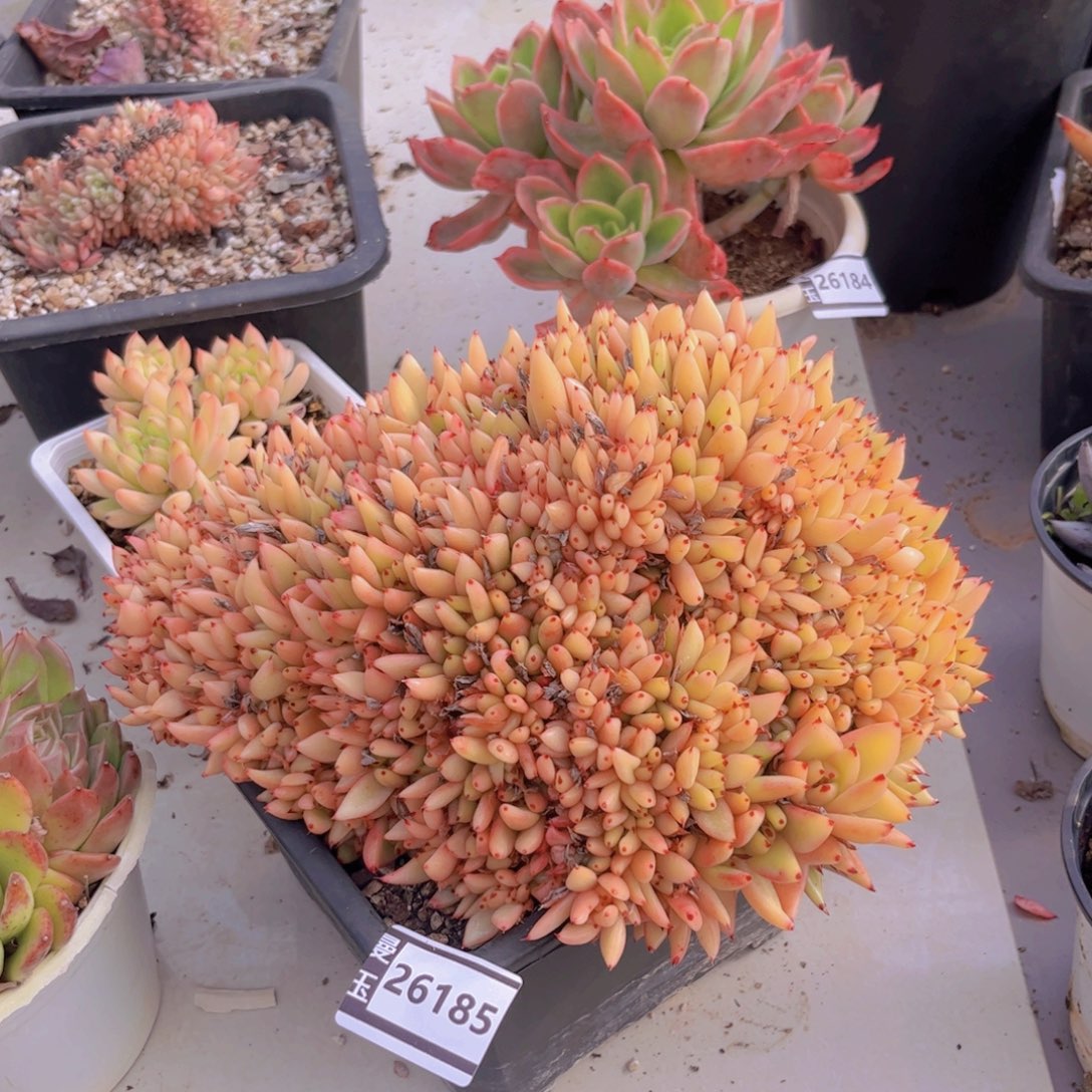 清纯乌木缀多肉26185