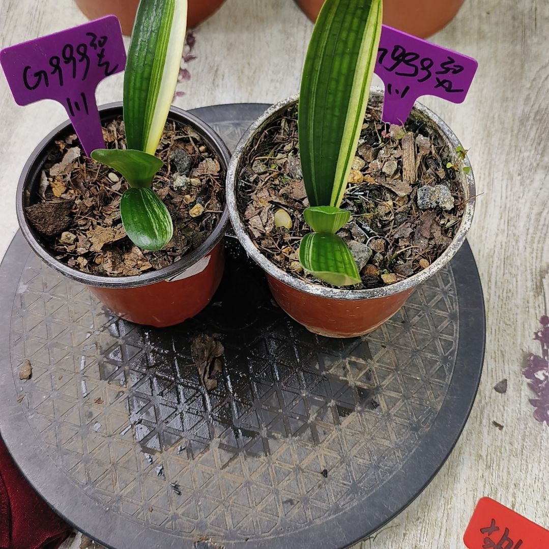 G***g完全开放君子兰默认寄养gggg