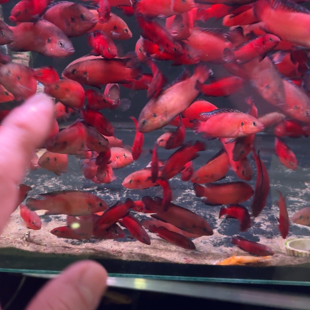 慈鲷鱼直播超大图尔卡纳4条7-8厘米