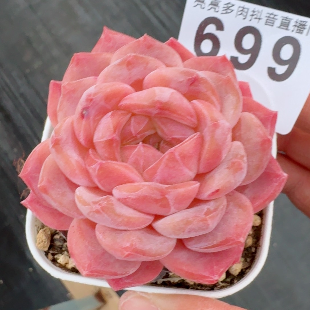 冰魄         多肉植物