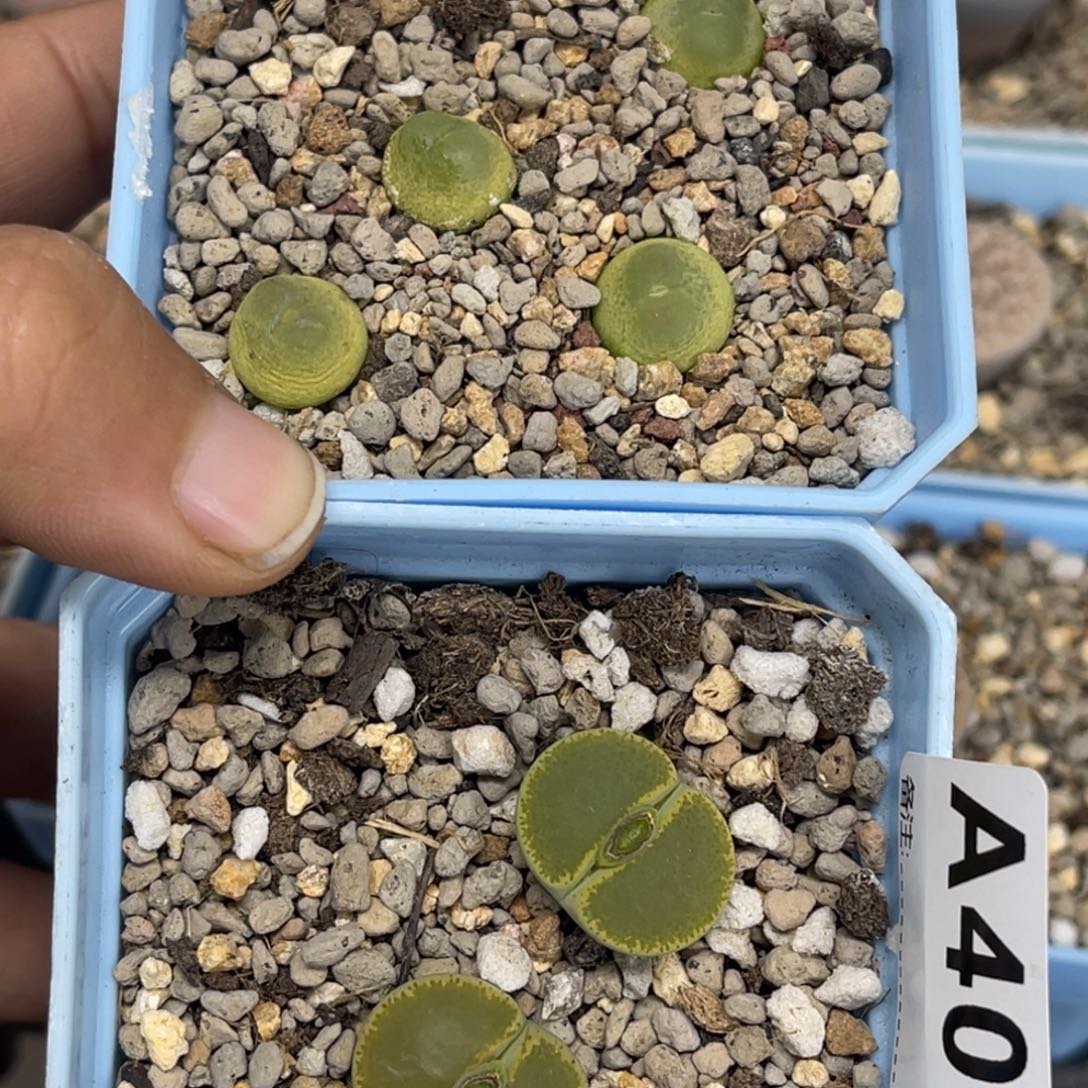 C***e4078，4080拉登5帽子2