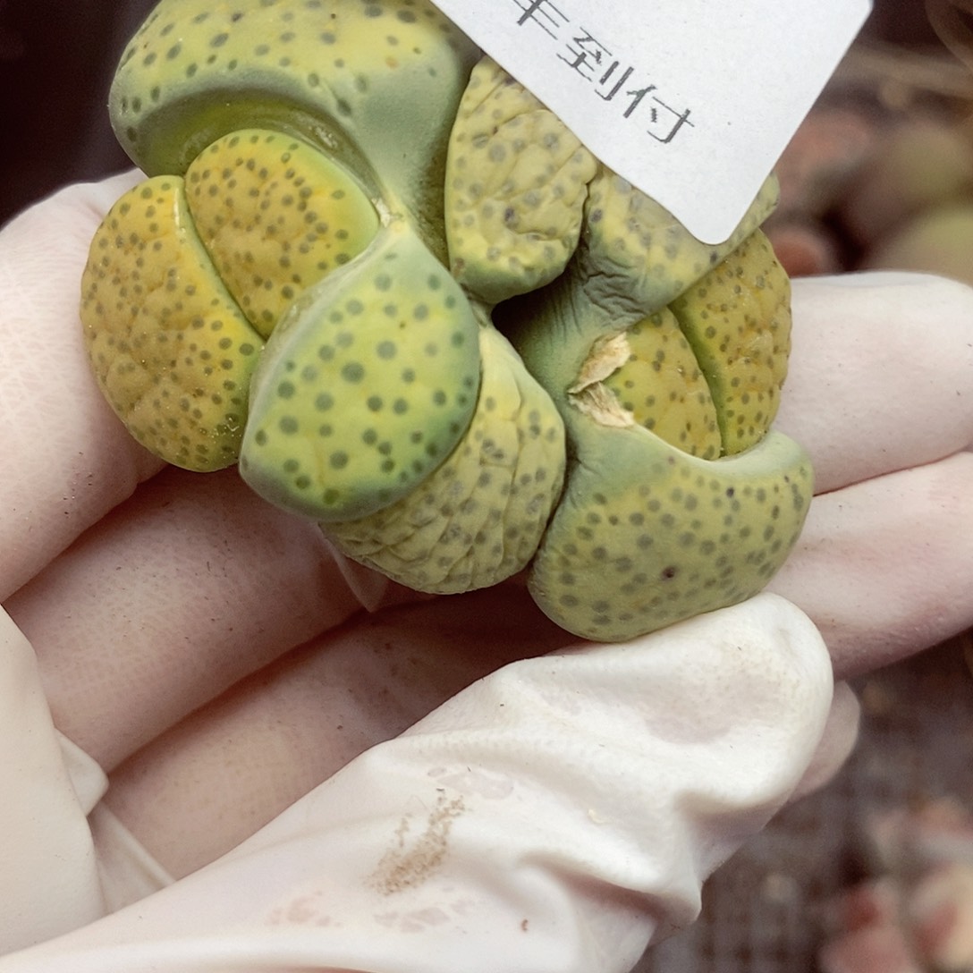 我想说我们不认识呀347