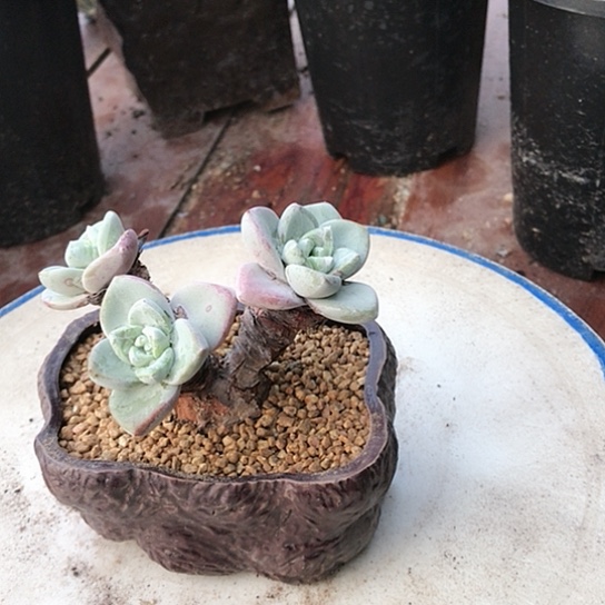 韩货苹果叶仙女棒杯