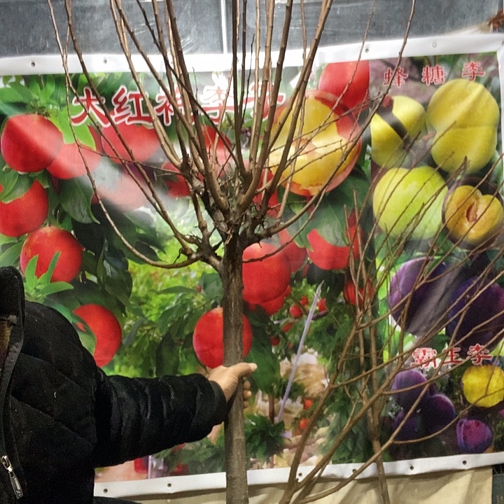 李子树黑霸王一棵大苗