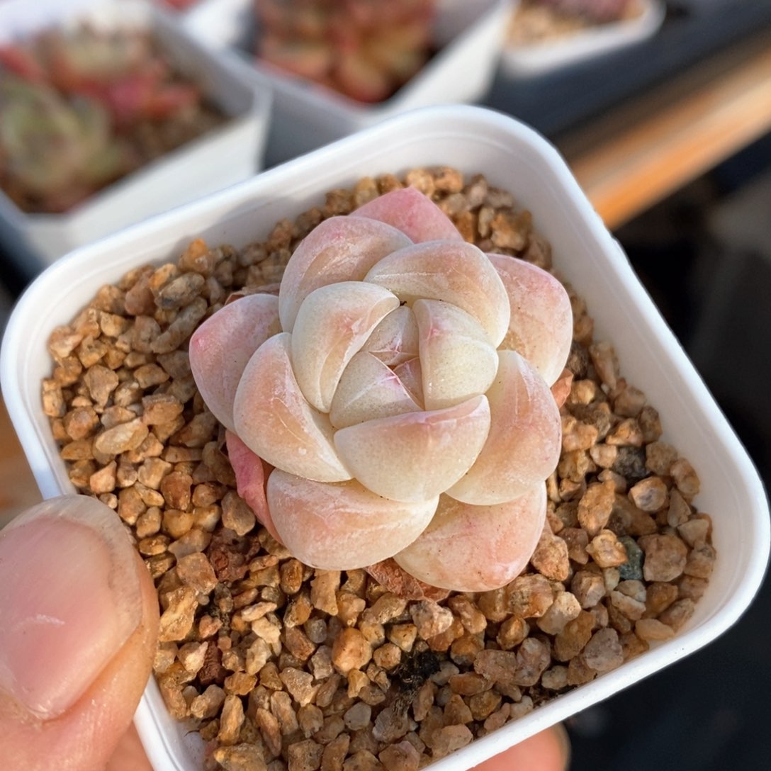 精品多肉一物一指不包整73