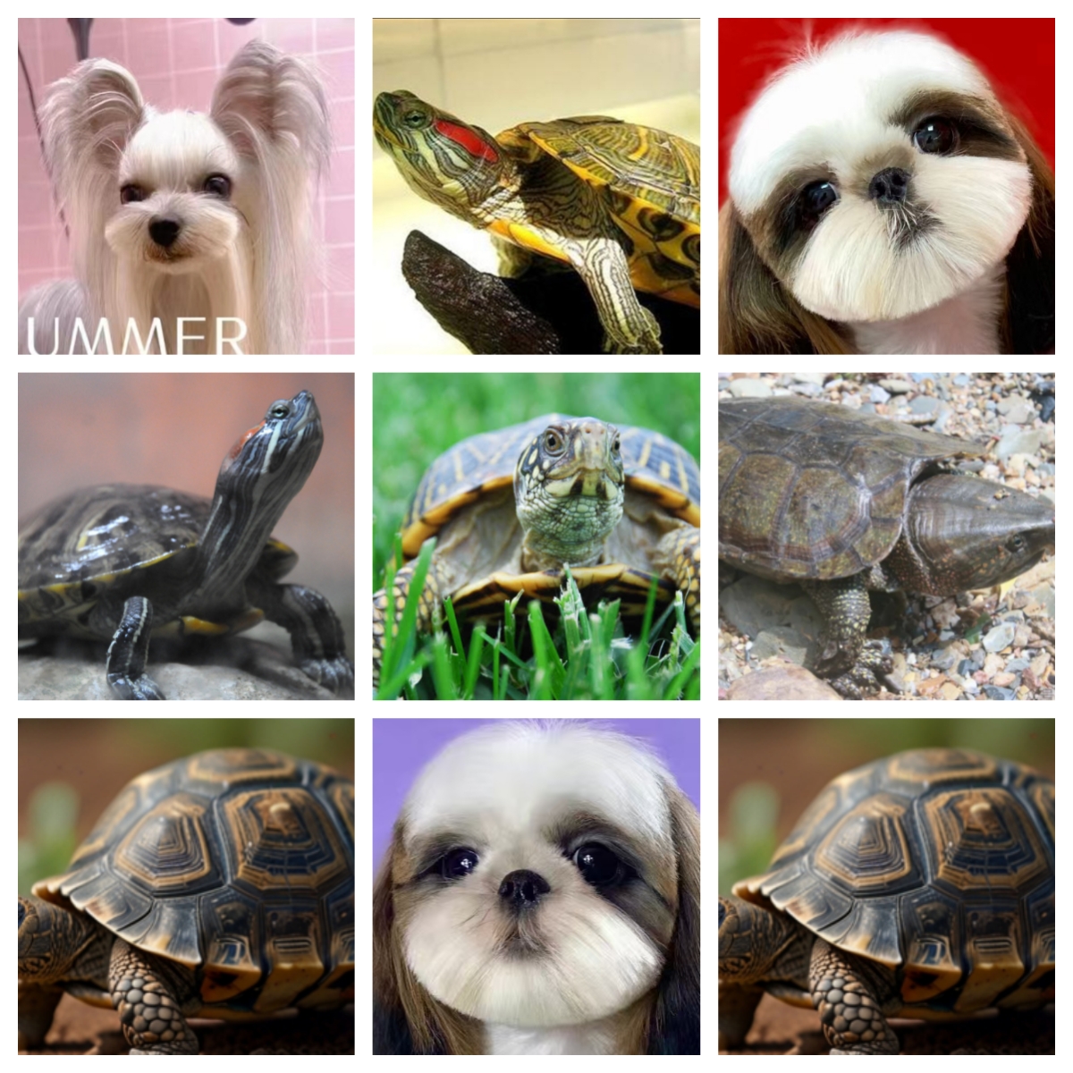 瑞盛宠物活体通用 线上成交【定金链接】以直播间讲解品种为准