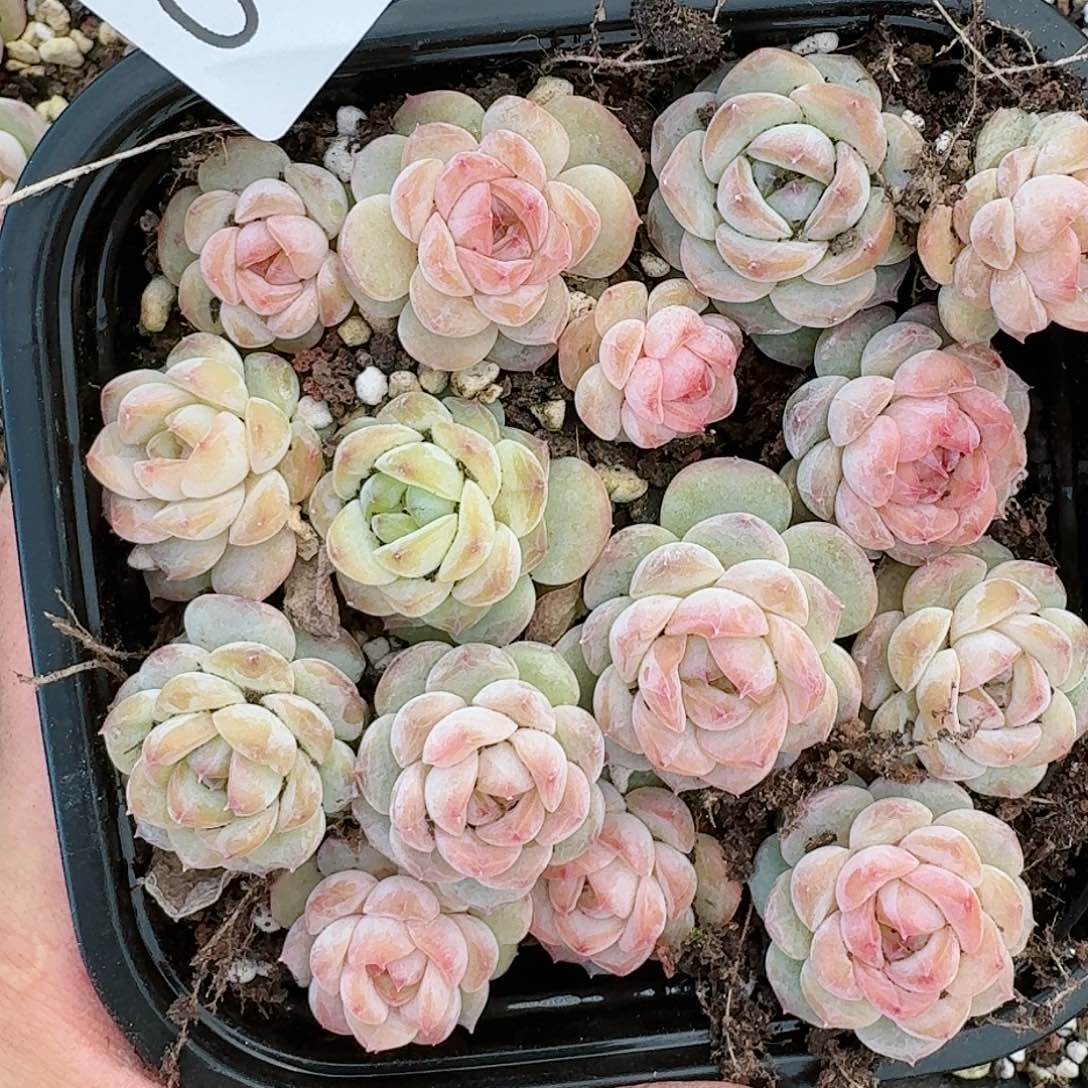 杂交新品珍妮多肉70