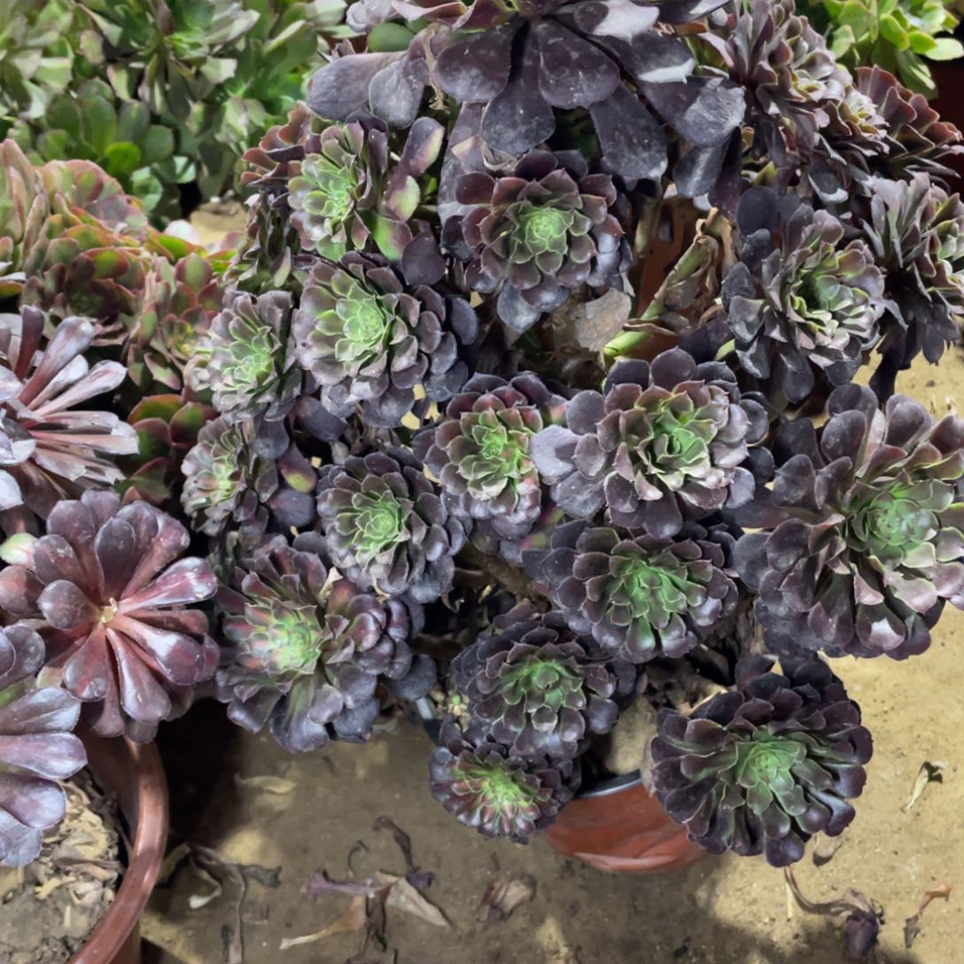 宥***妈133红铜多肉法师断枝不包