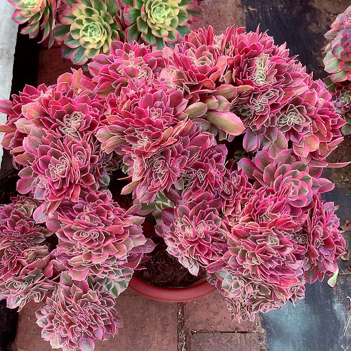 粉女郎缀化啊啊啊啊啊啊