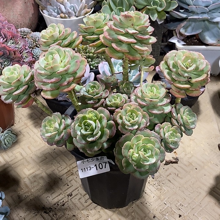 小七夕多肉妮可沙拉玫瑰107