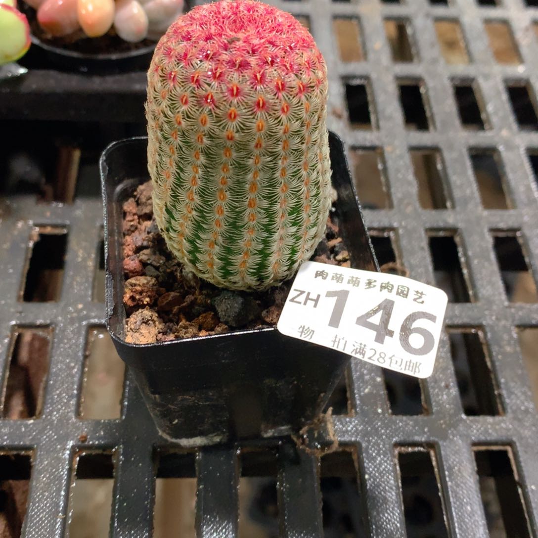 肉萌萌拇指盆精控多肉ZH146