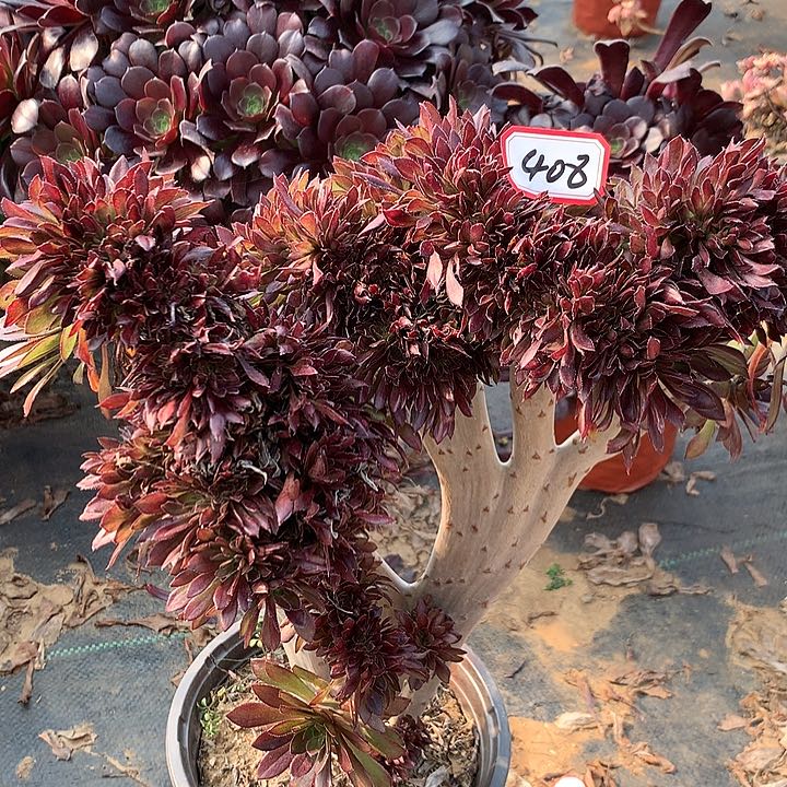 酒红多肉植物408