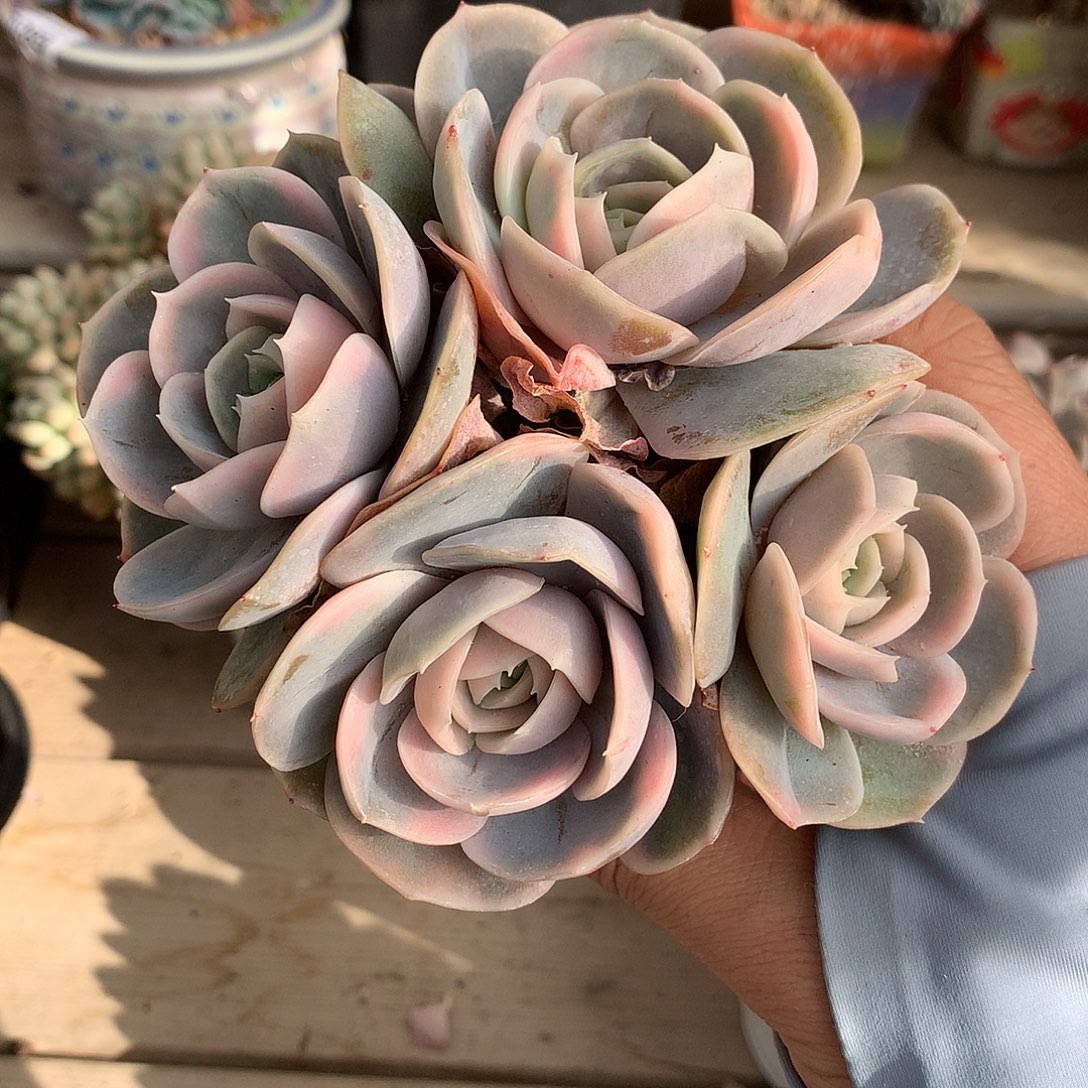 220蓝色惊喜锦多肉一颗12.5厘米