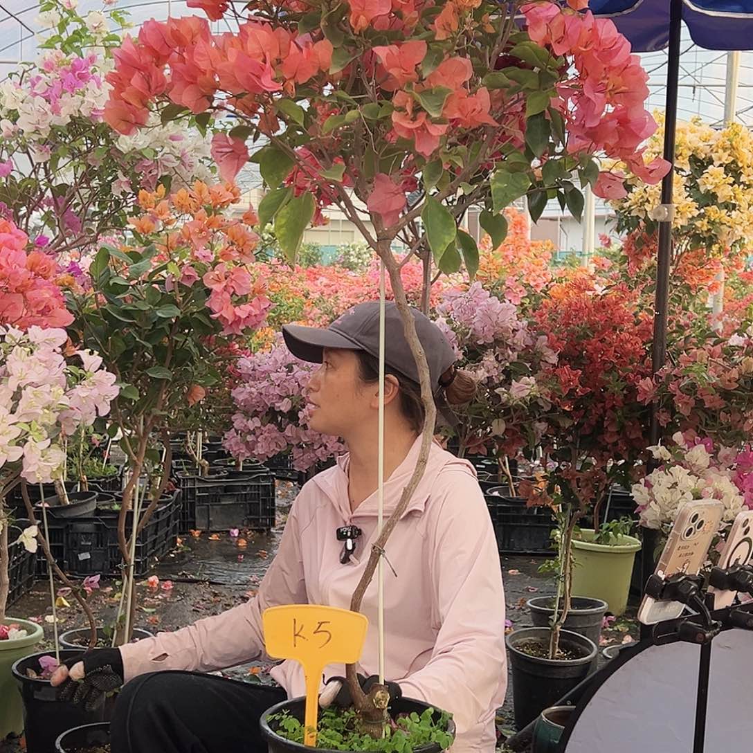 佛***莲大部分花苞少量开放K5波妹