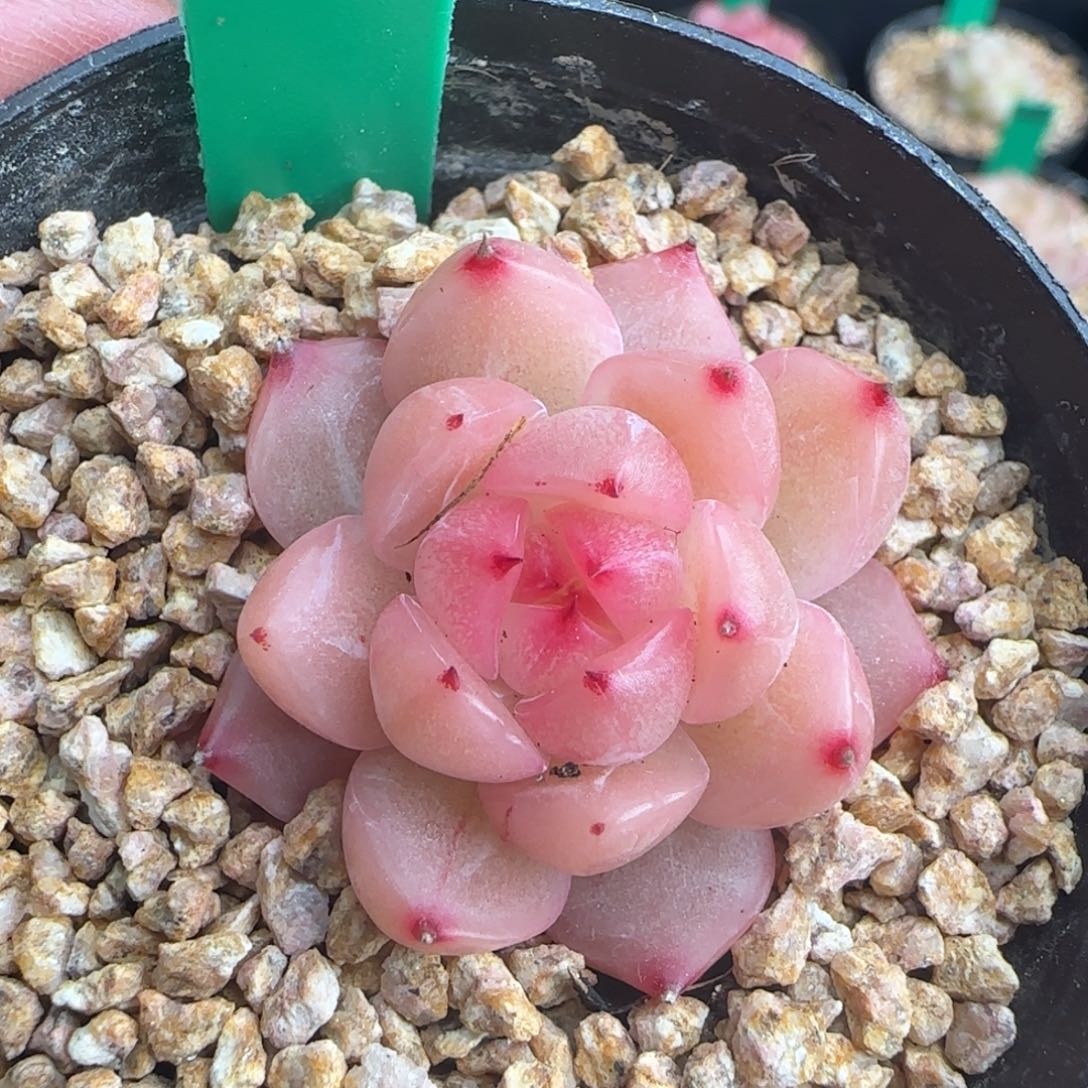 多肉36  糖心福利  5厘米盆