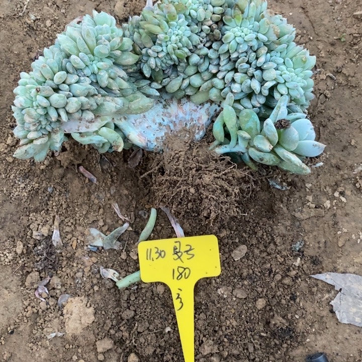 福多多花卉园艺星影