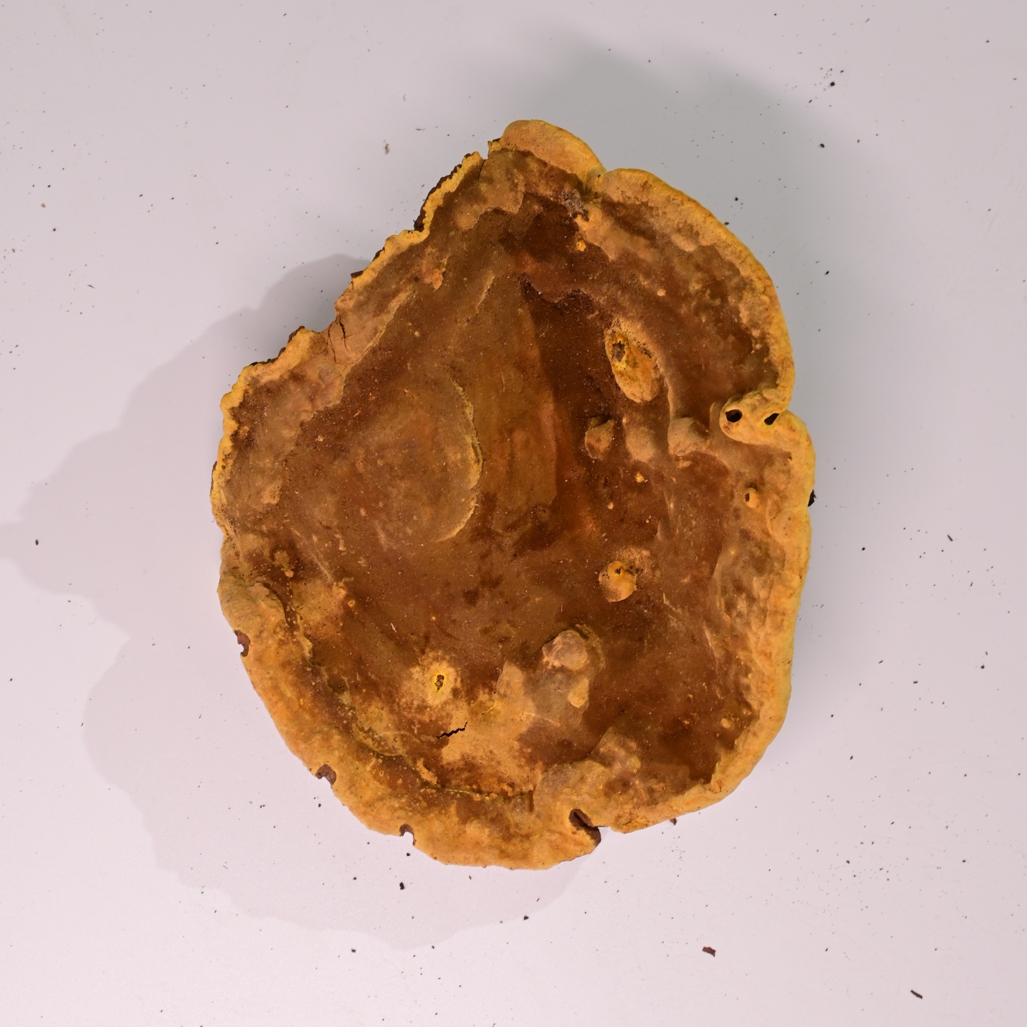 【妍妍精选】墨脱野生桑黄