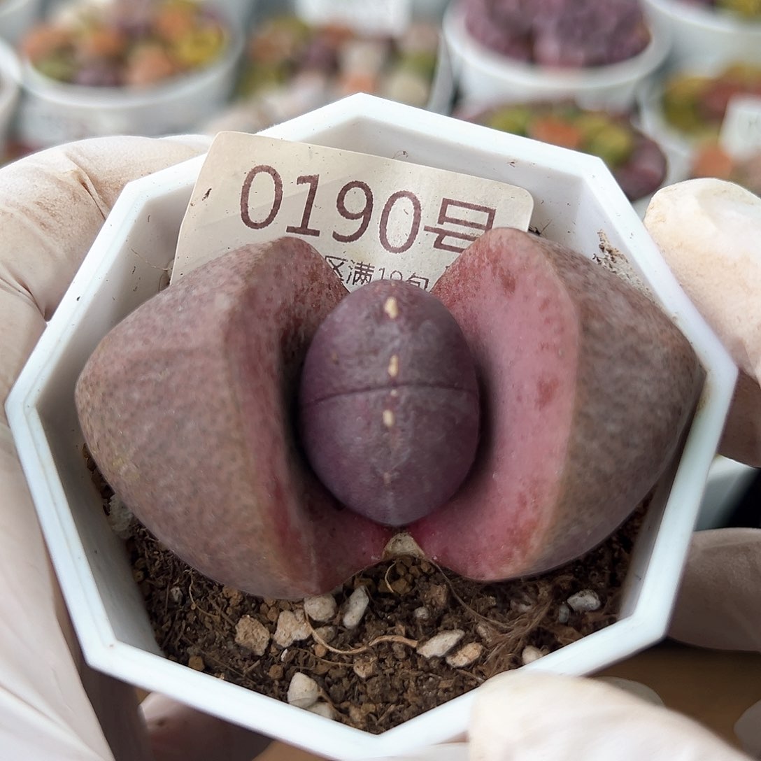 好养易活生石花大母本0190