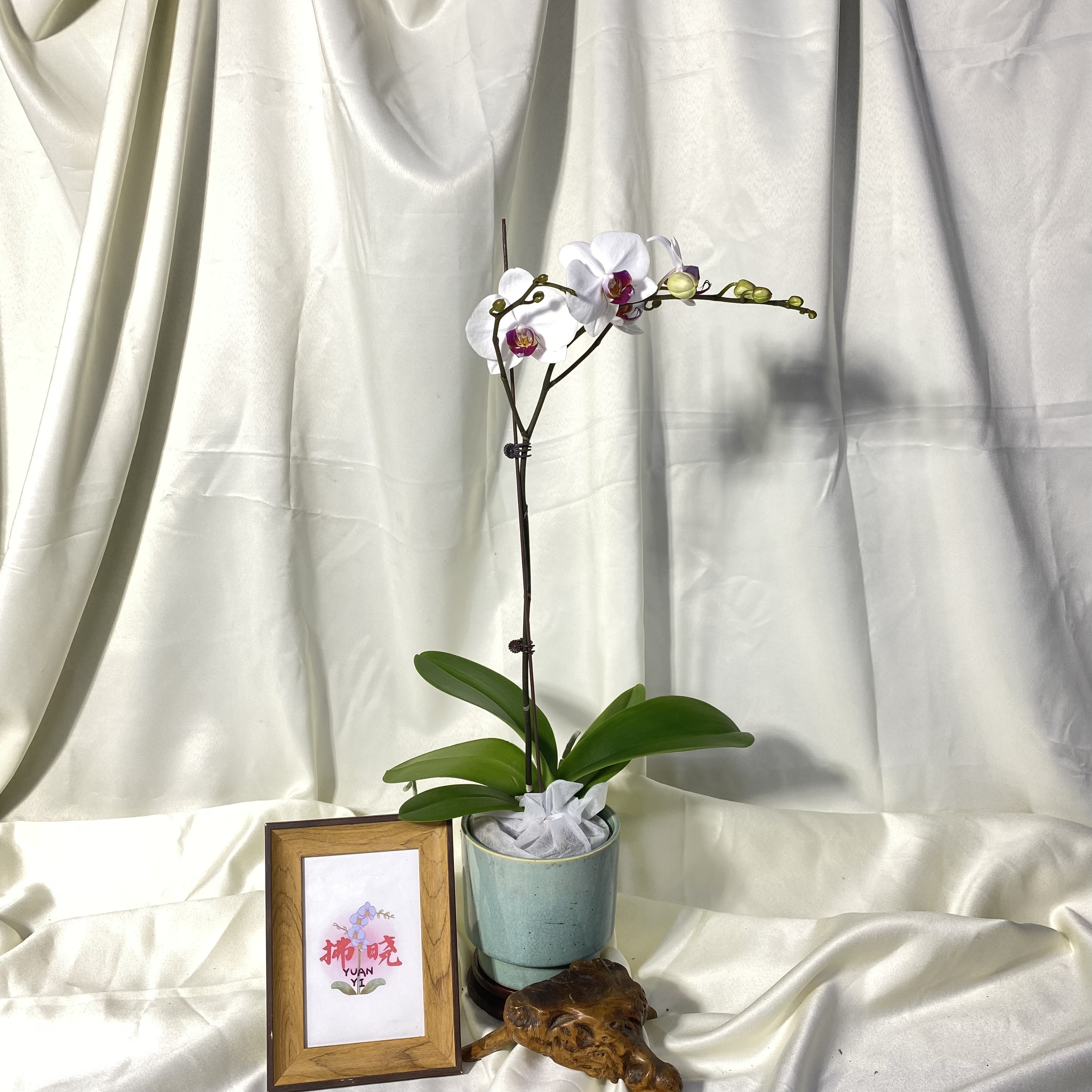 拂晓蝴蝶兰（双剑哈利法克斯带花带花苞）开花珠发货
