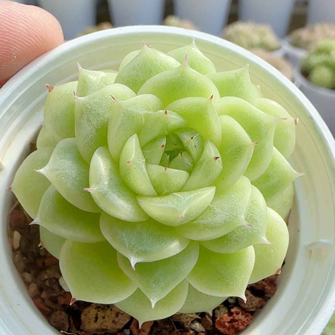 1114-125（优选麦秆）