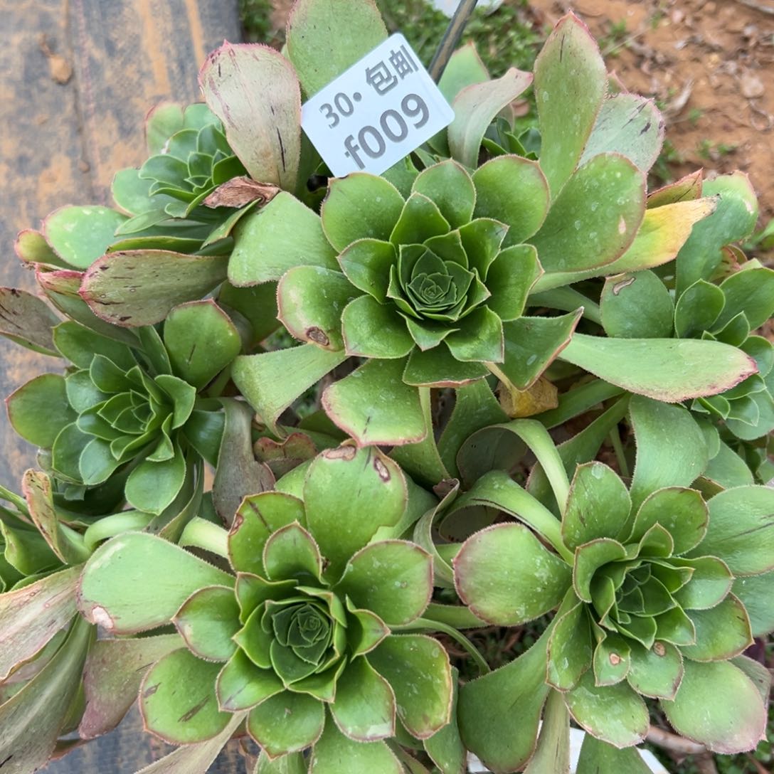 009绿玫瑰多肉法师