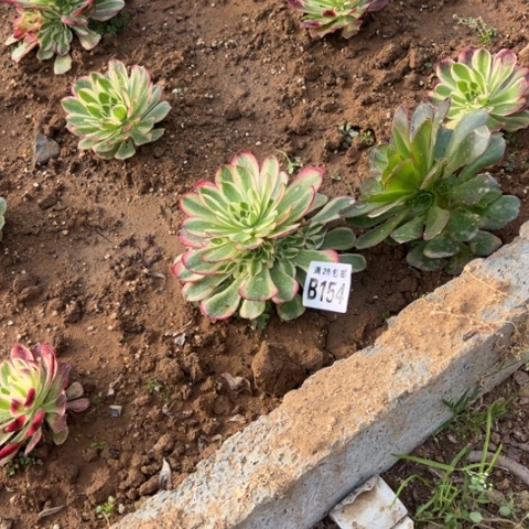 154玉芙蓉不包断枝