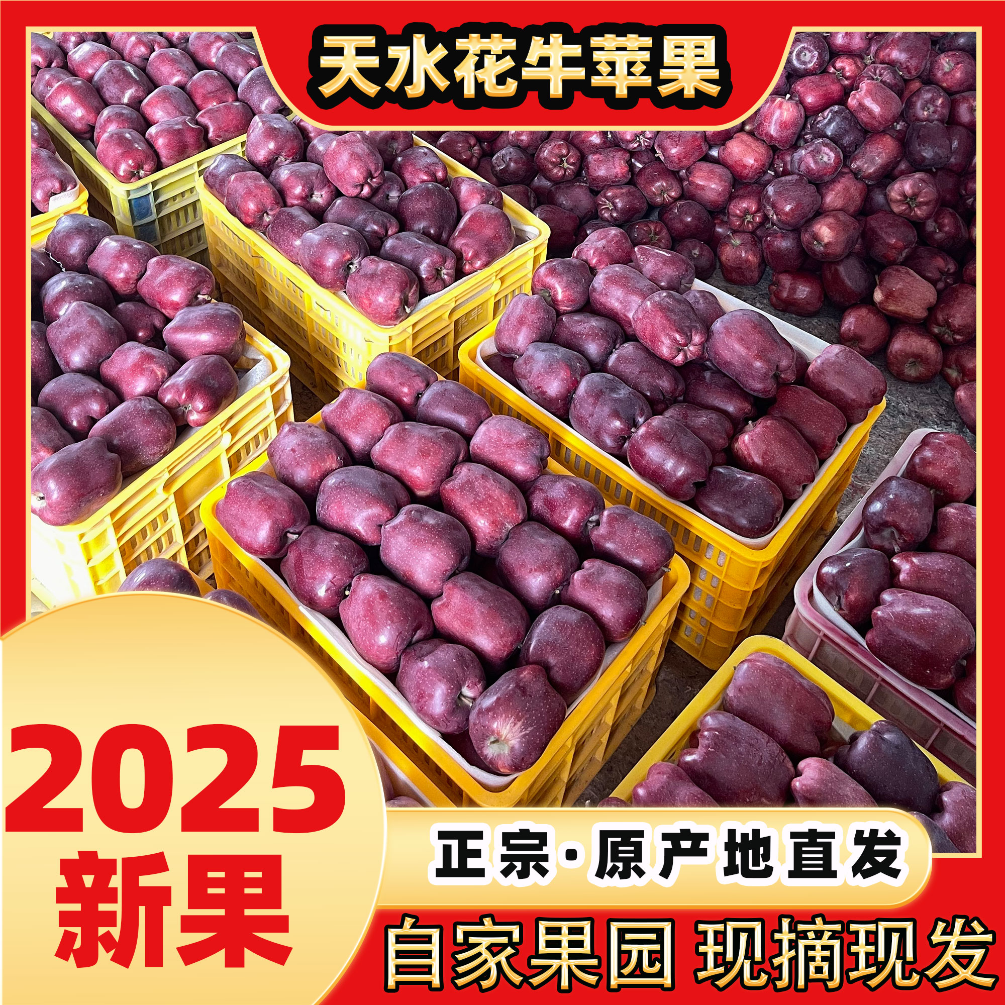【2025头茬新果】自家天水花牛苹果当季婴儿辅食刮泥应季水果