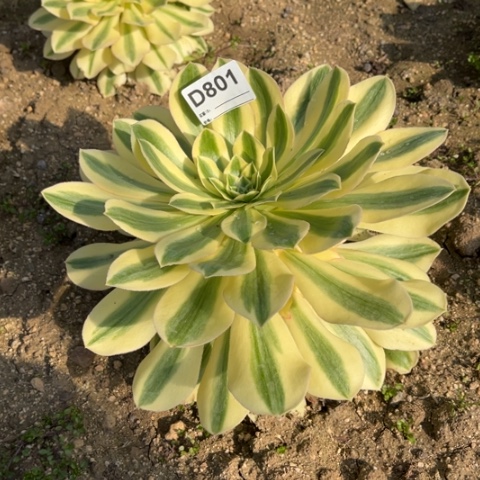 多肉植物绿泊捧花