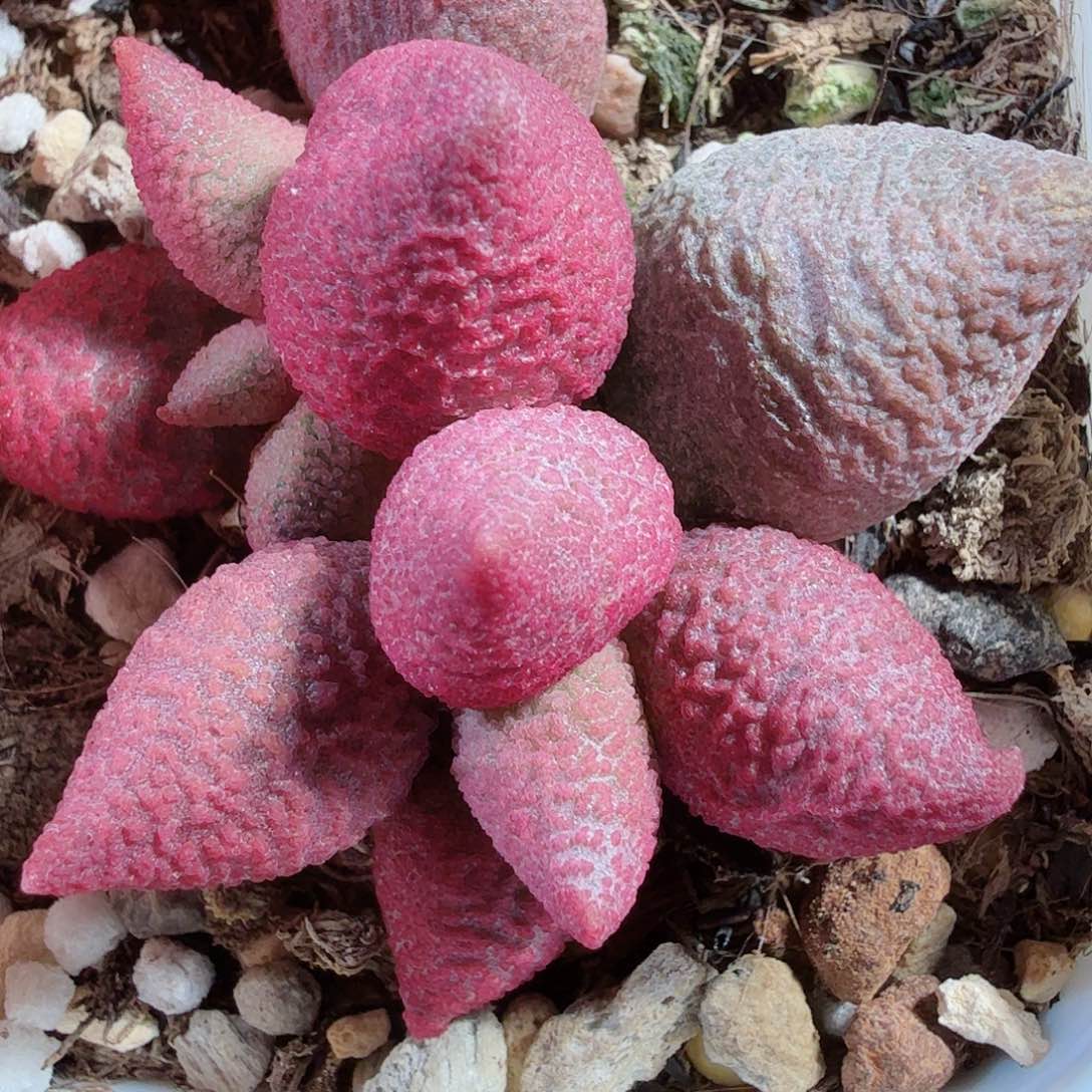 ?****粉hetao加达摩海豹    