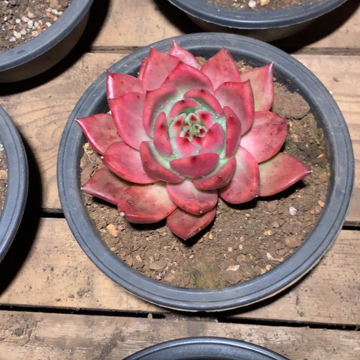 美肉特价活动开始啦